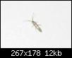 identification-insectes-img_3620.jpg