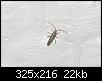 identification-insectes-img_3634.jpg