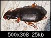 Insecte pas beau-beteoejpg