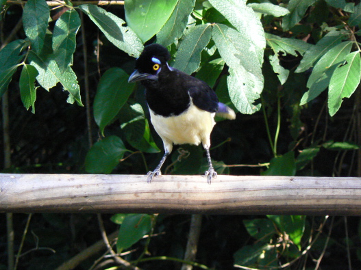 Nom : Igua cote argentin_oiseau.jpg
Affichages : 81
Taille : 137,3 Ko