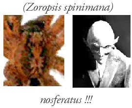 Nom : Nosferatu.jpg
Affichages : 236
Taille : 18,8 Ko