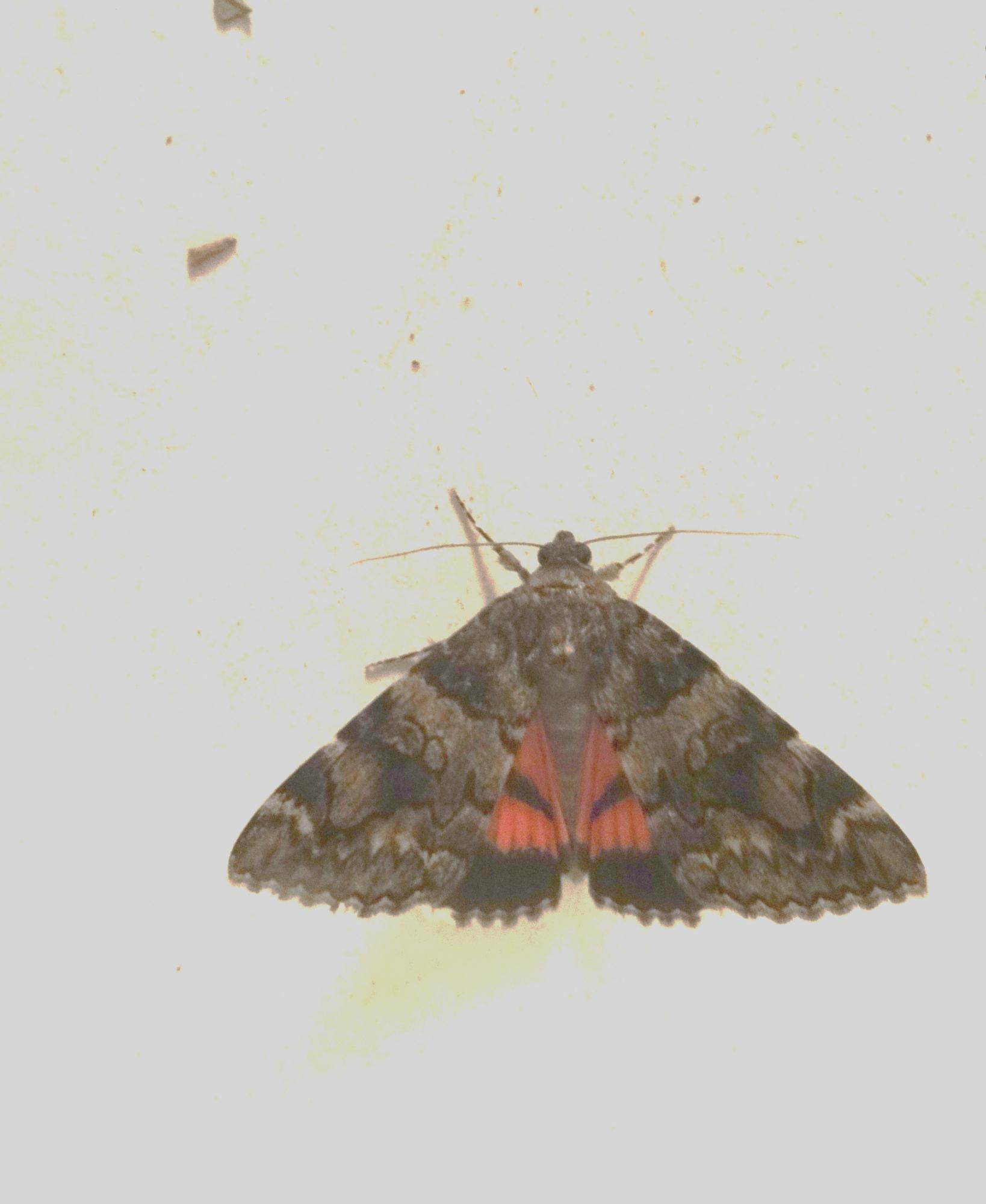 Nom : Papillon nocturne 009.jpg
Affichages : 45
Taille : 124,0 Ko