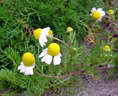 Nom : Fleurs jaunes et blanches.jpg
Affichages : 273
Taille : 57,0 Ko