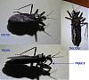 [Identification][r�solu] insecte... qui fait mal !!-opnioejpg