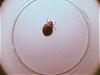 [Identification][r�solu] insecte... qui fait mal !!-image-35oejpg