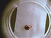 [Identification][r�solu] insecte... qui fait mal !!-image-26oejpg