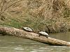 identification-tortues-photo-041.jpg