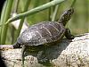 identification-tortues-cistude-20r-20riols-2.jpg
