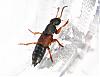 identification-insecte-a-identifier-100_0079.jpg