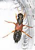 identification-insecte-a-identifier-100_0080.jpg