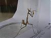resolu-insecte-a-identifier-photo0890bd.jpg