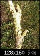 Lichen sur les arbres-photos-0028oejpg
