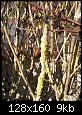Lichen sur les arbres-photos-0029oejpg