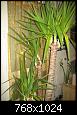 Entretien yucca ... cr�ve-t-il ?-img_3672oejpg