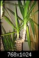 Entretien yucca ... cr�ve-t-il ?-img_3674oejpg