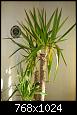 Entretien yucca ... cr�ve-t-il ?-img_3678oejpg