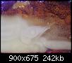 �nigme : Ne me d�tes pas que voil� un nouveau fossile myst�re?!-ambre-tommy-interieuroejpg
