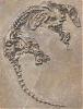 enigme-vengeance-fossile-mystere-bestiole.jpg