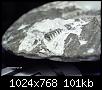identification-micro-fossile-amonite-hpim2835.jpg