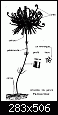 identification-micro-fossile-amonite-schema-general-dun-crinoide.gif