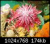 [Identification] micro-fossile sur amonite-un-crinoide-actueloejpg