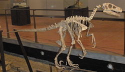 Nom : Variraptor_skeletal_recon.JPG
Affichages : 65
Taille : 9,5 Ko