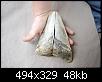 identification-dent-de-requin-52m5502.jpg