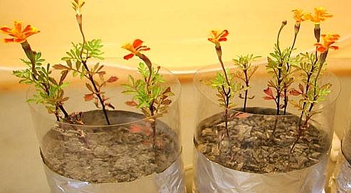 Nom : 0007649e-0d55-11dd-b6a3-a0f6f456bb3a.jpg
Affichages : 214
Taille : 30,5 Ko