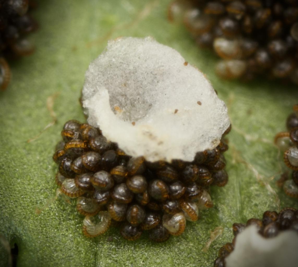 Nom : DSC_3081.jpg
Affichages : 754
Taille : 101,2 Ko