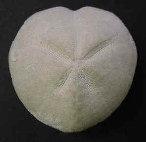 Nom : coranguinum-sup.jpg
Affichages : 108
Taille : 6,2 Ko