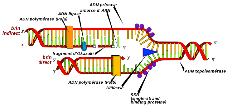 Nom : 744px-DNA_replication_fr.png
Affichages : 1973
Taille : 64,4 Ko