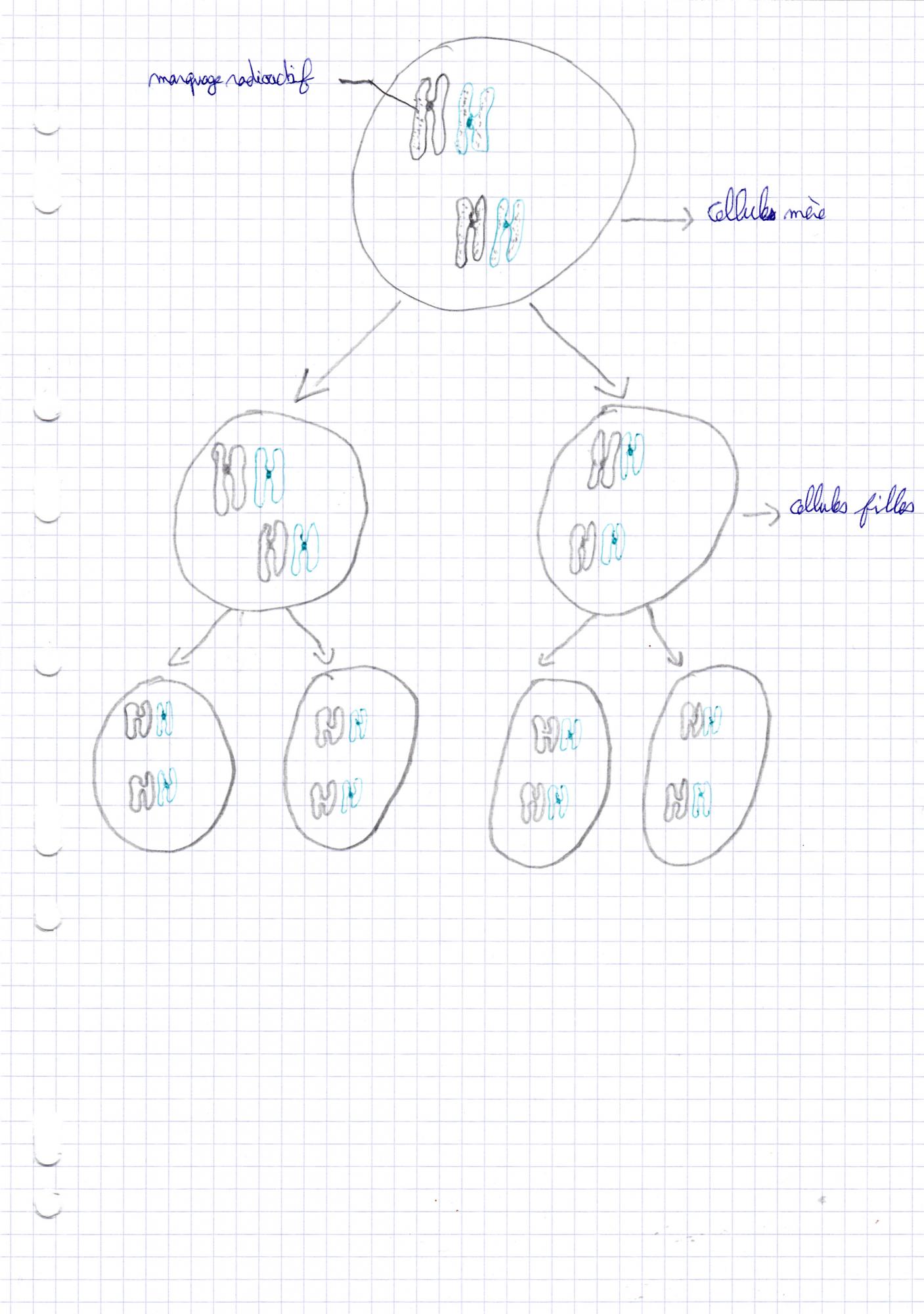 Nom : schema autoradiographie de chromosomes.jpg
Affichages : 1081
Taille : 245,4 Ko