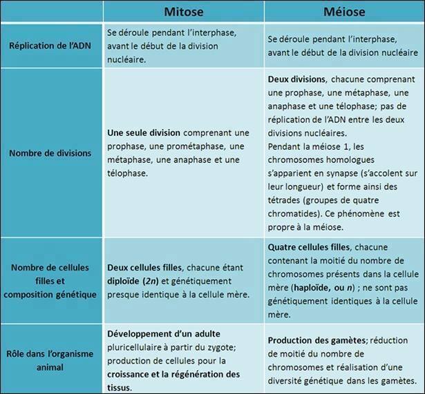 mitose vs méiose nombre de chromosomes