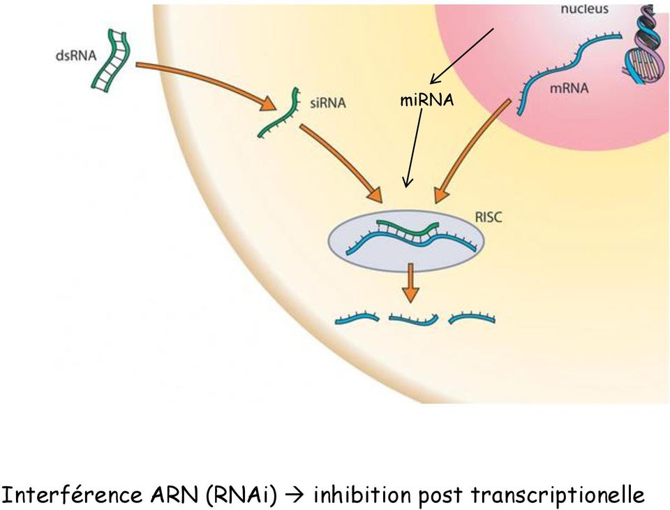 Nom : RNAi.jpg
Affichages : 74
Taille : 48,3 Ko