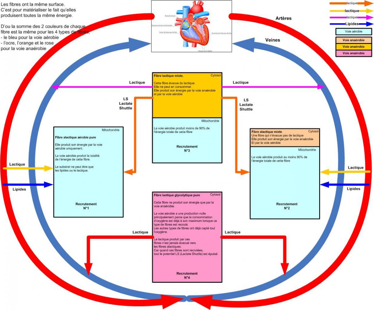 Nom : Lactique-2AL-4Familles v08.jpg
Affichages : 146
Taille : 145,0 Ko