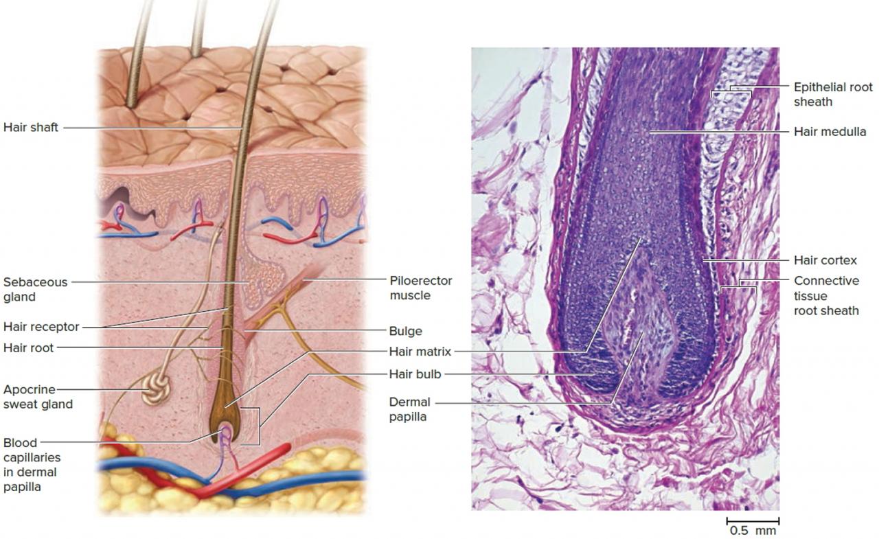 Nom : structure-of-hair-and-hair-follicle.jpg
Affichages : 561
Taille : 140,9 Ko