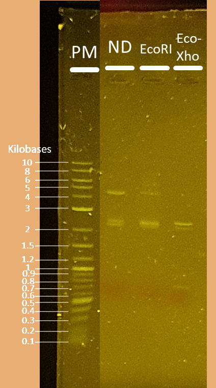 Nom : plasmide gel.png
Affichages : 163
Taille : 388,7 Ko