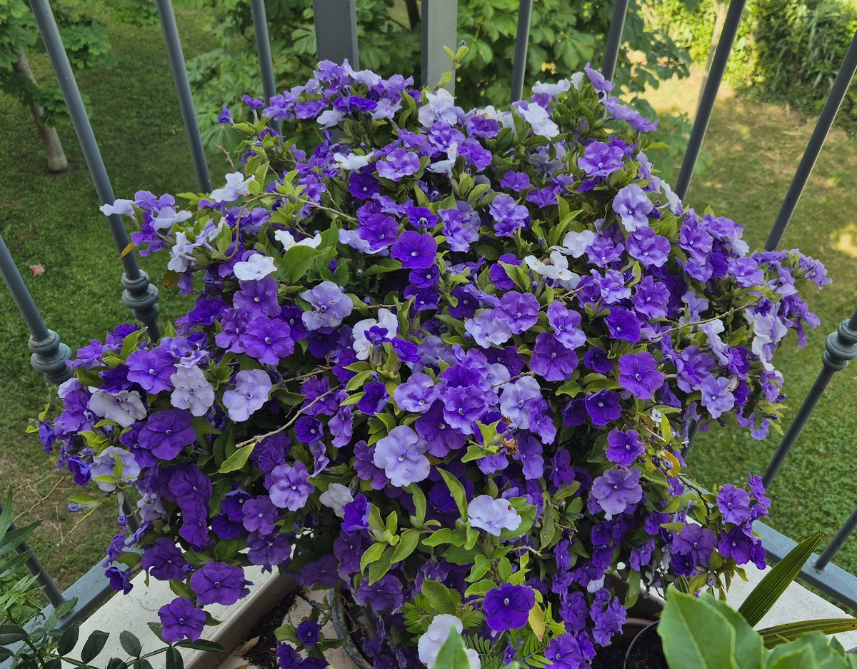 Nom : brunfelsia-20250601.jpg
Affichages : 86
Taille : 404,5 Ko