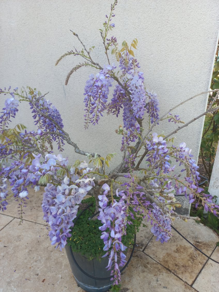 Nom : IMG_glycine 2025 30 mars.jpg
Affichages : 66
Taille : 225,6 Ko