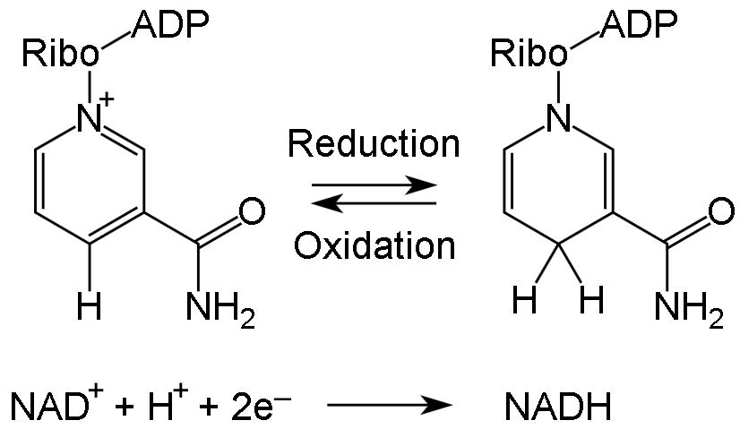 Nom : NAD+ NADH.JPG
Affichages : 636
Taille : 45,7 Ko