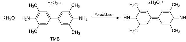 Nom : Tetramethylbenzidine-TMB-substrate__GTX78422-1.jpg
Affichages : 332
Taille : 11,6 Ko