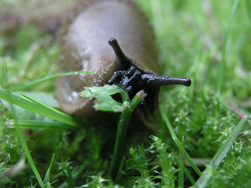 Nom : 800px-Arion_vulgaris_eating.jpg
Affichages : 792
Taille : 69,1 Ko