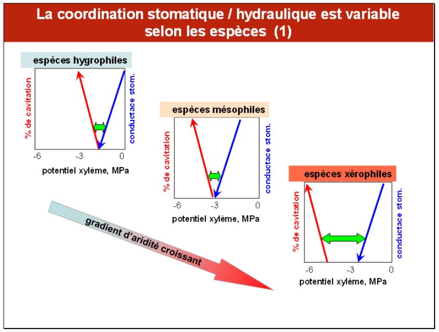 Nom : hygro mso xro.jpg
Affichages : 59
Taille : 111,1 Ko