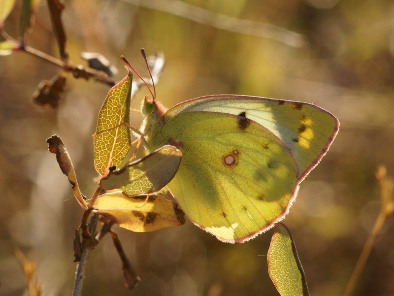 Nom : DSC14667R1-b299-080r49.3 - Colias .. (la Coliade de ..) [Pieridae - L&#233;pidopt&#232;res - Ins.JPG
Affichages : 69
Taille : 135,7 Ko