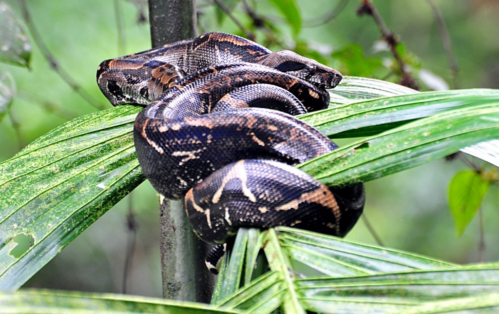 Nom : Boa-Constrictor-Corcovado-National-Park-1024x644.jpg
Affichages : 51
Taille : 199,8 Ko