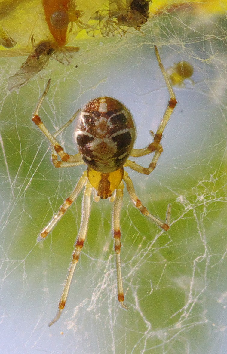 Nom : theridion_sisyphium.jpg
Affichages : 39
Taille : 241,7 Ko