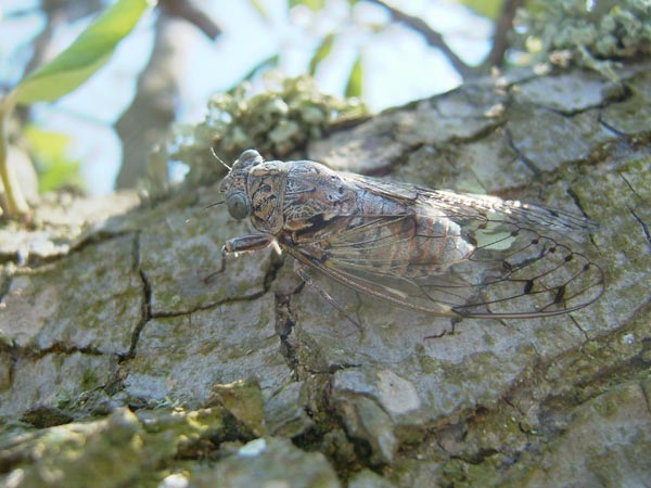 Nom : cicade.jpg
Affichages : 414
Taille : 51,9 Ko