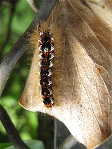 Nom : Et 2010   Chenille des cul brun ou acronicta (87).jpg
Affichages : 66
Taille : 32,4 Ko