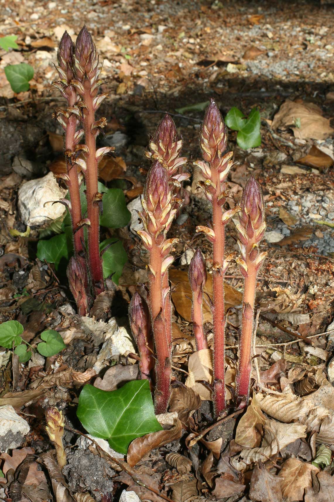 Nom : Orobanche-hederae_Puycheny01.jpg
Affichages : 75
Taille : 309,5 Ko