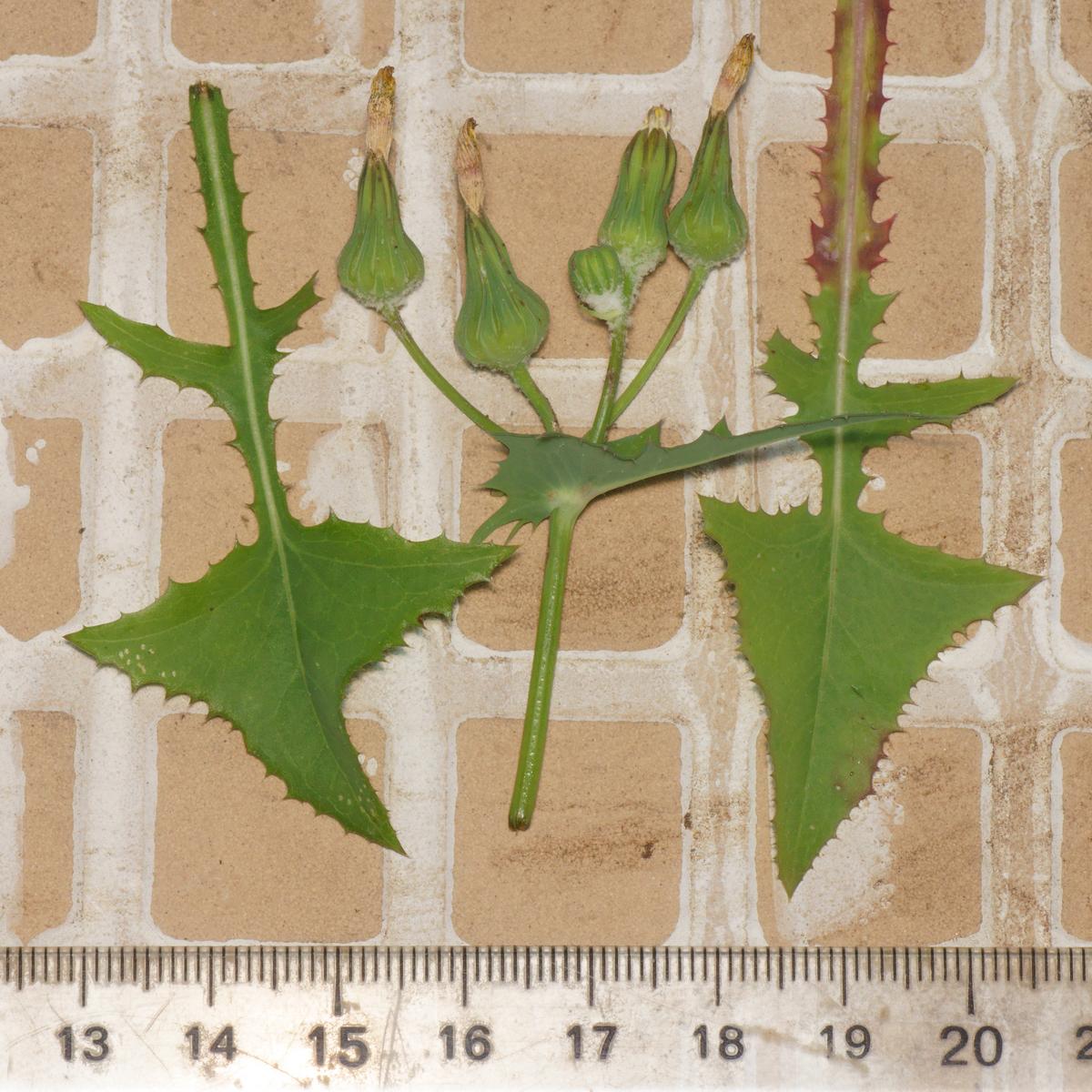 Nom : NB36149R4.-0,3c330-120r475.1 - Sonchus sp. (Laiteron ..) [Asteraceae] - feuilles & fleurs (+ mi.jpg
Affichages : 74
Taille : 201,1 Ko